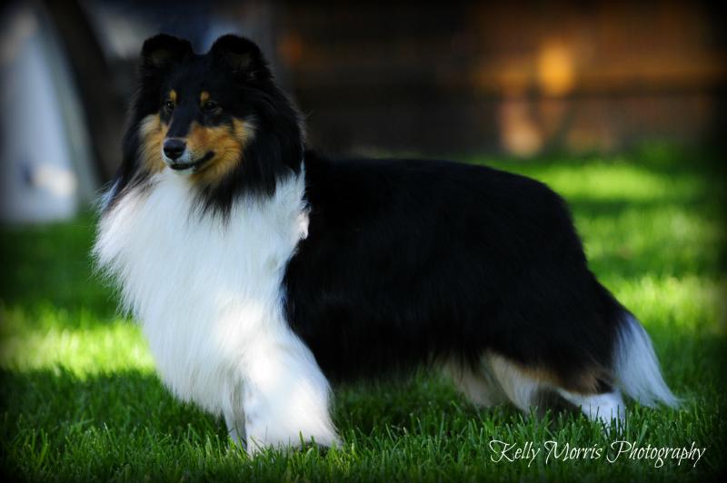 Dexter - Ch. Westpointe's Giovanni x Sirona's Right on Target